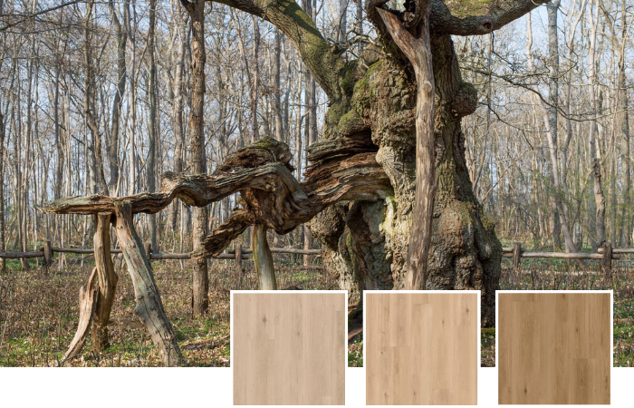 Danish oak tree serves as inspiration for Pure Danish Oak LLP357, Nude Danish Oak LLP358 and Golden Danish Oak LLP35