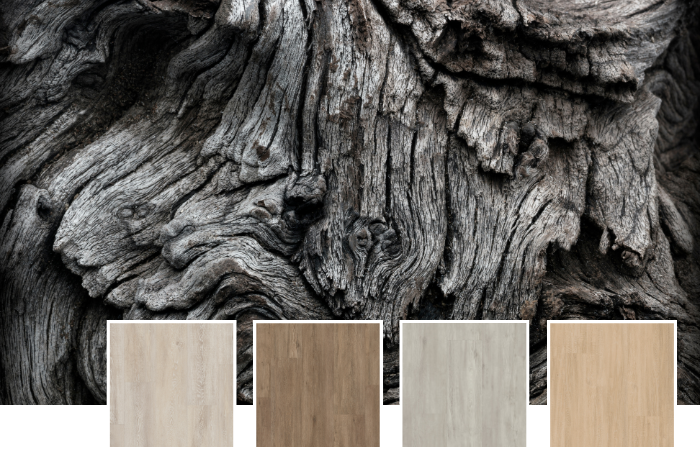 Gray European oak bark that serves as inspiration for Palmaria LLP149, Danbury LLP154, Bridgeport LLP157 and Field Oak LLP356