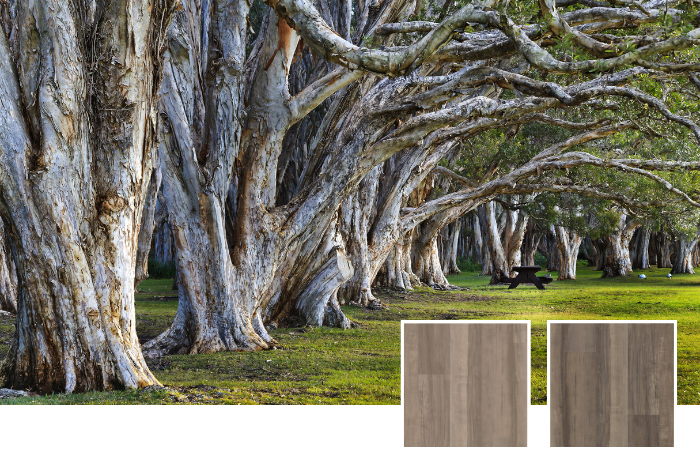 Australian Swan Bay Ash tree that inspired Shorebridge Ash LLP360 and Swan Bay Ash LLP361