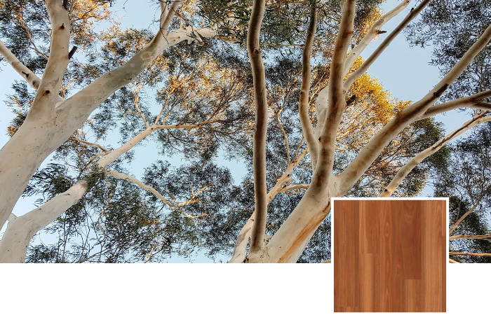 Spotted gum tree branches and leaves