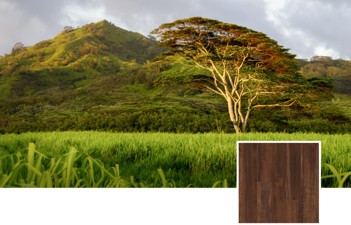 Hawaiian Koa tree with a mountain in the background