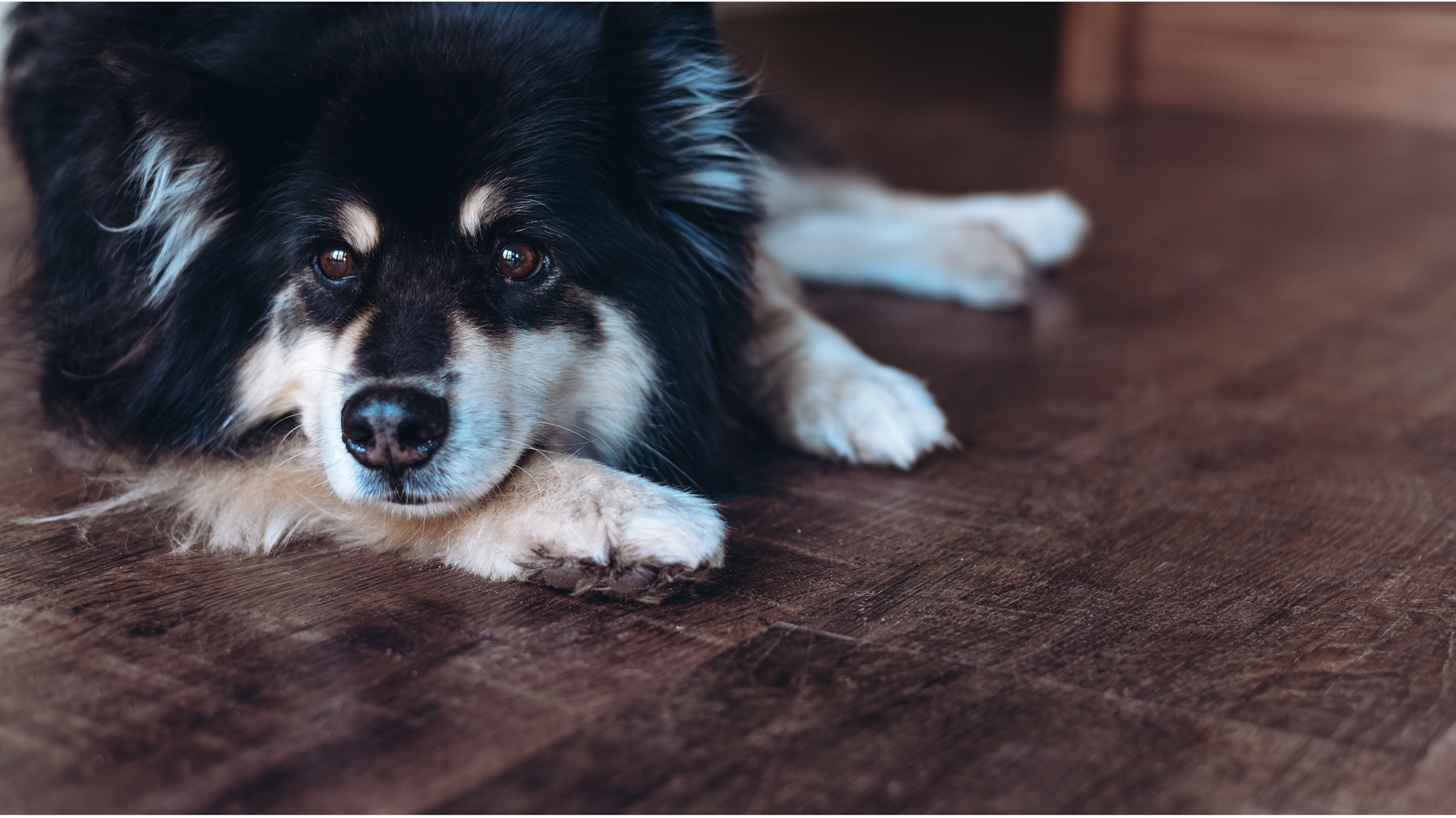 Wendy' Finnish Lapphund dog lying on her newly renovated kitchen floor laid with Karndean Antique French Oak wood flooring
