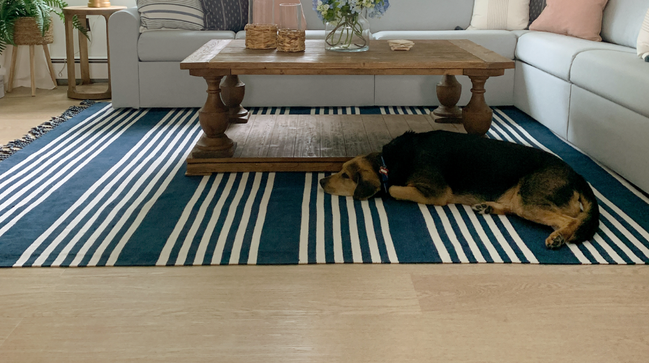 Dog laying on rug by the coffee table in living room with Washed Butternut RKP8108 floors