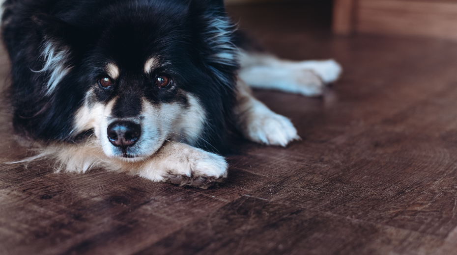 Wendy's Finnish Lapphund dog lying on her Karndeean Antique French Oak wooden floor