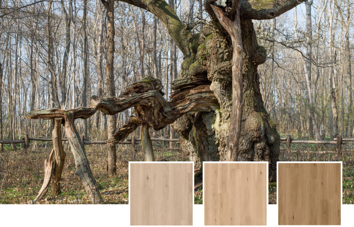 Danish oak tree serves as inspiration for Pure Danish Oak LLP357, Nude Danish Oak LLP358 and Golden Danish Oak LLP35