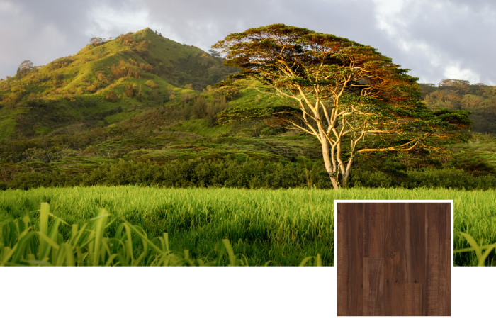 Hawaiian Koa tree with a mountain in the background